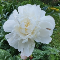 Gardenia (Гардения)