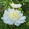 Charlie's White (Чарльз Уайт)
