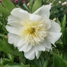 Charlie's White (Чарльз Уайт)
