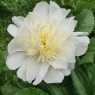Charlie's White (Чарльз Уайт)
