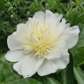 Charlie's White (Чарльз Уайт)