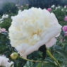 Camellia White (Камелия Уайт)