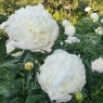 Camellia White (Камелия Уайт)