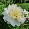 Charlie's White (Чарльз Уайт)