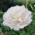 Белый пион (Steve)