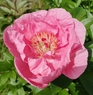 Carnation Bouquet (Карнейшн Букет)