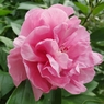 Carnation Bouquet (Корнейшн Букет)