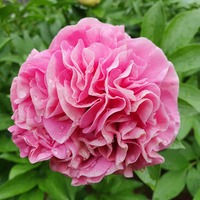 Carnation Bouquet (Карнейшн Букет)