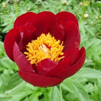 Illini Warrior (Иллини Уорриор)