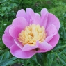 Kinsui (Кинсуи)