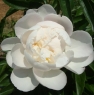 Gardenia (Гардения)