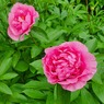 Carnation Bouquet (Корнейшн Букет)