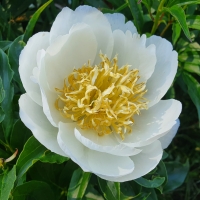 Jan Van Leeuwen (Ян Ван Леувен)