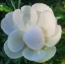 Gardenia (Гардения)
