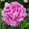 Розовый пион (Неизвестный сорт)
