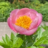 Roselette (Розелет)
