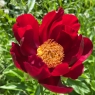 Mahogany (Махогэни)
