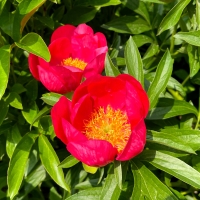 Ellen Cowley (Эллен Каули)