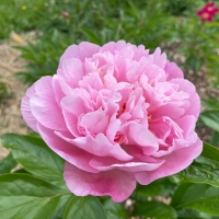 Northwind Maiden (Норсвинд Мейден)