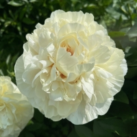 Blonde Vision (Блонд Вижн)