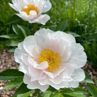 Blushing Princess (Блашинг Принцесс)