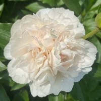 Lebedinaya Vernost` (Лебединая Верность)