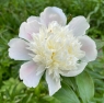 Mirnij (Мирный)
