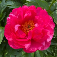 Cytherea (Цитерия)