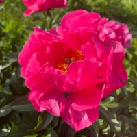 Paula Fay (Паула Фэй)