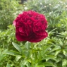 Red Grace (Ред Грейс)