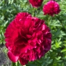 Red Grace (Ред Грейс)