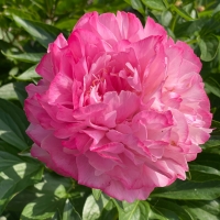 Joker (Джокер)