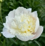 White Charm (Уайт Чарм)