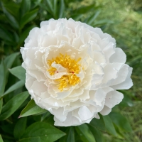 White Lullaby (Уайт Лалабай)