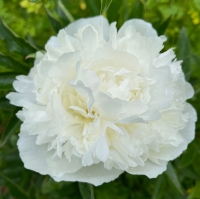 Beliy Parus (Белый Парус)