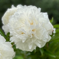 Fairy Dream (Фэири Дрим)