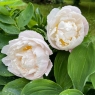 Gardenia (Гардения)