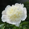 White Charm (Уайт Чарм)