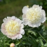 White Charm (Уайт Чарм)