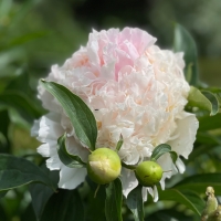 Top Brass (Топ Брасс)