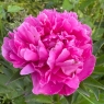 Mammoth Rose (Мамос Роуз)