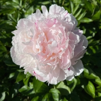 La Lorraine (Ля Лоррейн)