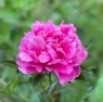 Mammoth Rose (Мамос Роуз)