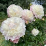 Camellia White (Камелия Уайт)