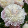 Camellia White (Камелия Уайт)