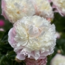 Camellia White (Камелия Уайт)