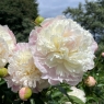 Camellia White (Камелия Уайт)