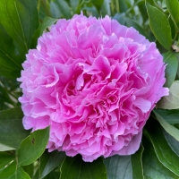 Pink Parfait (Пинк Парфэ)