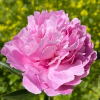 Susie Q (Сьюзи Кью)