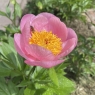 Roselette (Розелет)